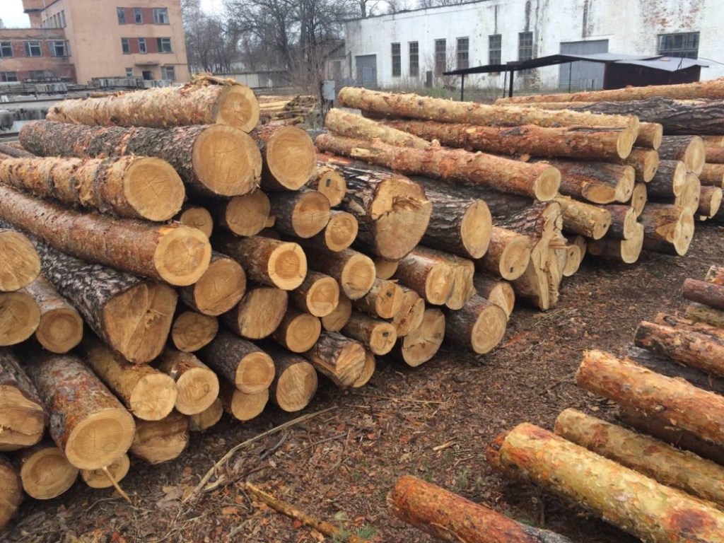 В  Тернопольской области разгорелся скандал из-за вырубки леса (ВИДЕО)