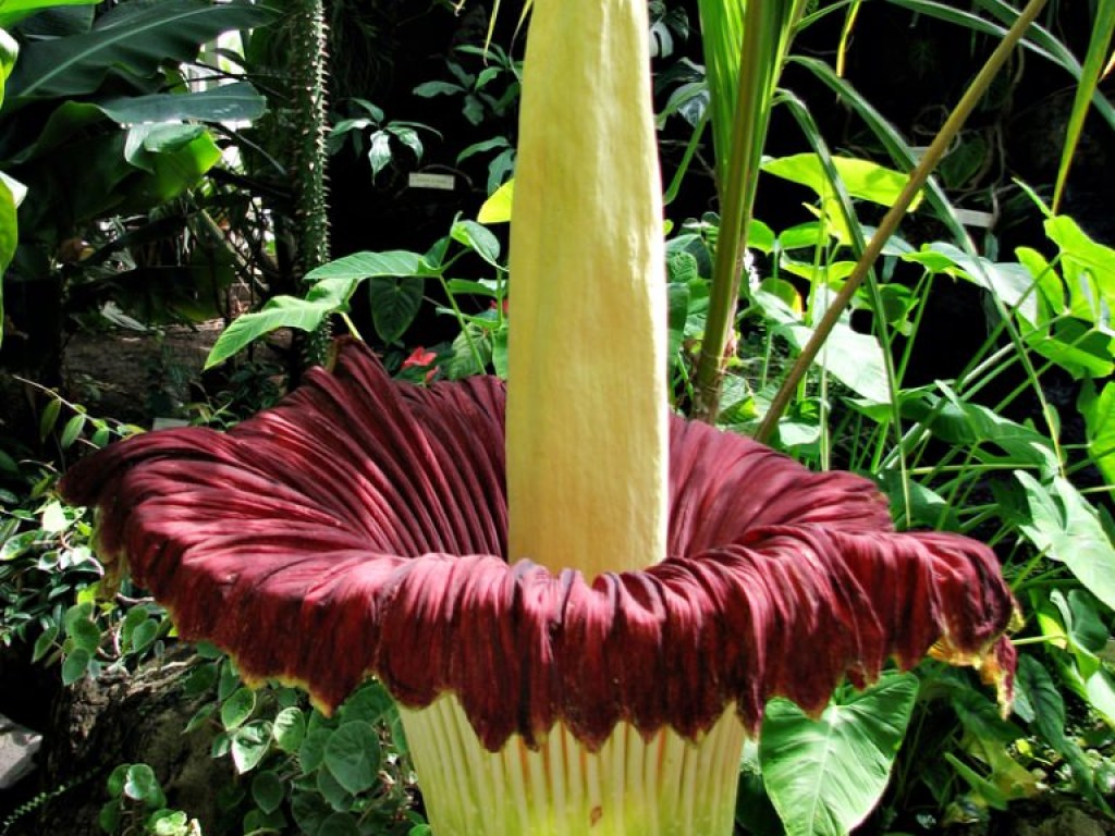 Расцвел самый вонючий цветок в мире (ВИДЕО)