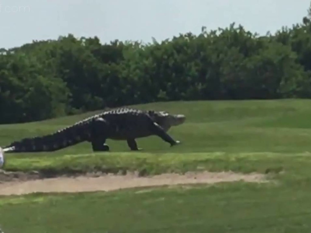 На поле для гольфа в США вылез гигантский аллигатор (ВИДЕО)
