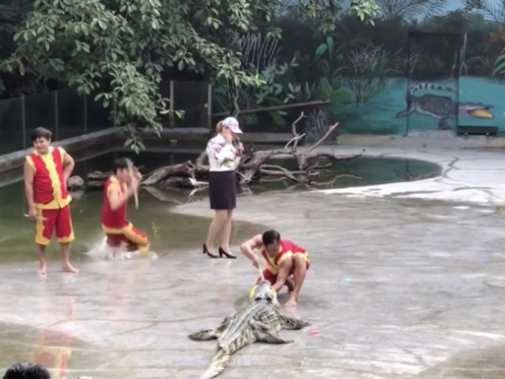 Шоу с ужасным финалом: китаец упал в бассейн с крокодилами (ВИДЕО)