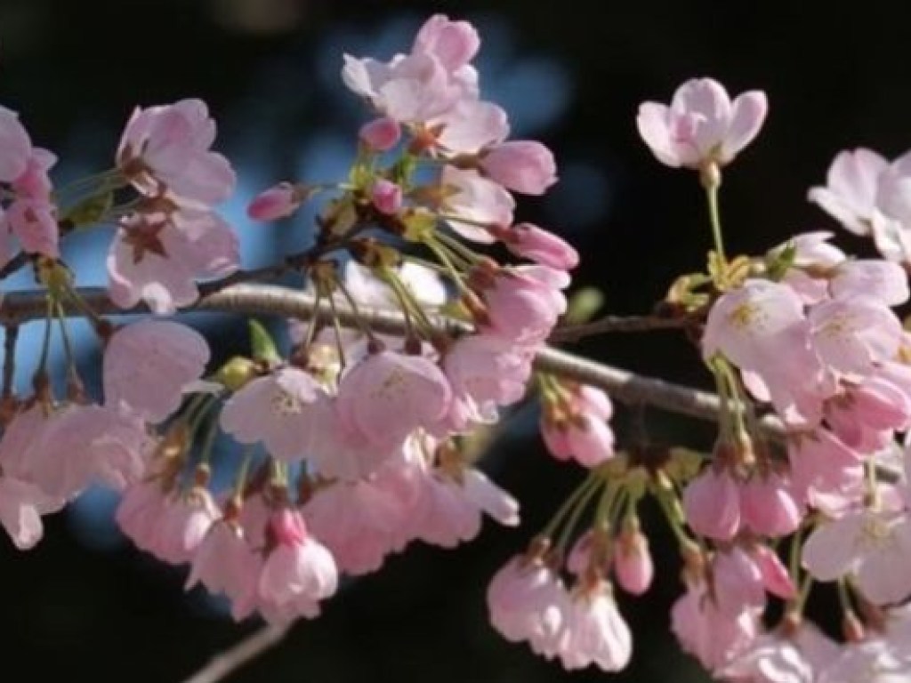 В Японии неожиданно зацвела сакура (ФОТО)