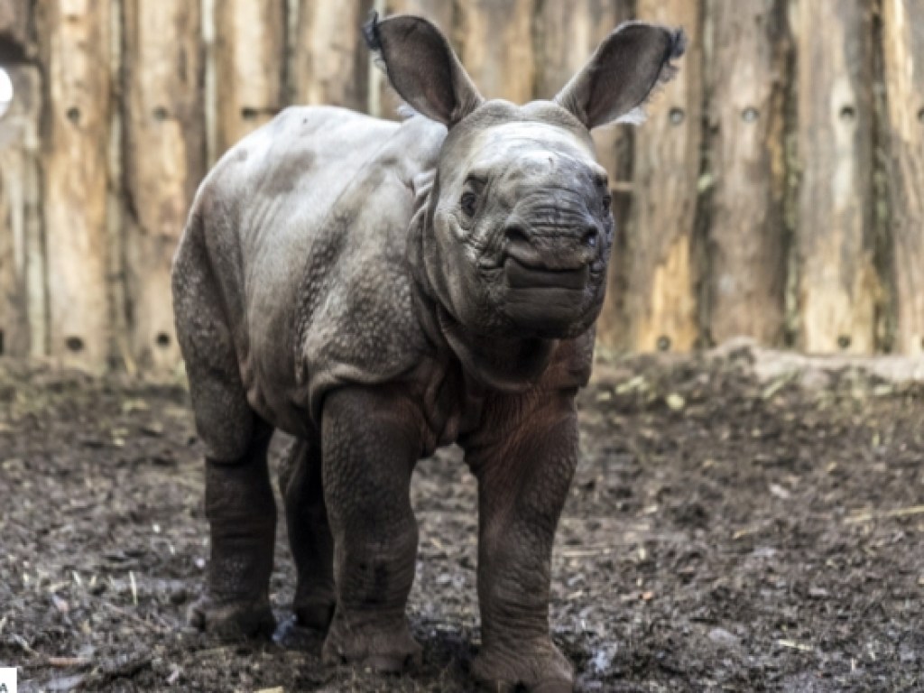 Момент рождения индийского панцирного носорога попал на видео