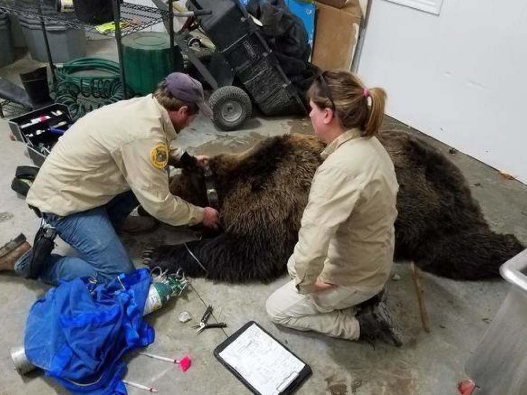 В США медведя гризли поймали в гараже жилого дома (ФОТО)
