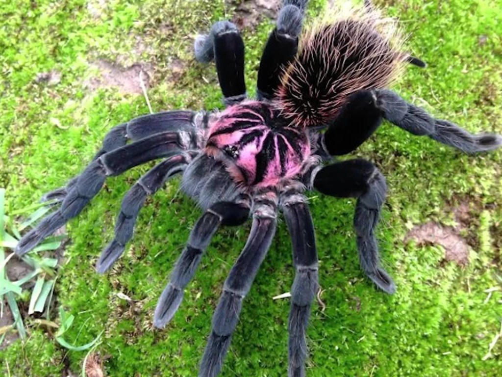 Гигантский паук бесшумно подкрался к полицейскому: шокирующее видео