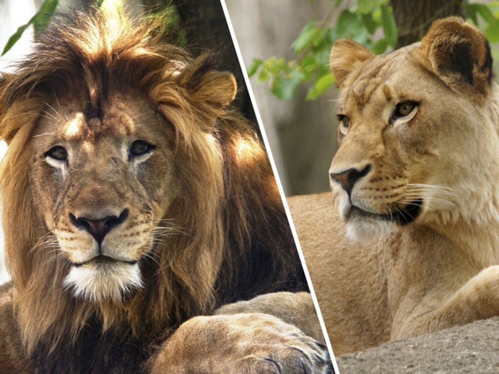 В зоопарке США львица загрызла отца своих детенышей