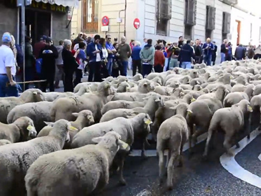 Через центр Мадрида прошли почти 2000 овец (ВИДЕО)