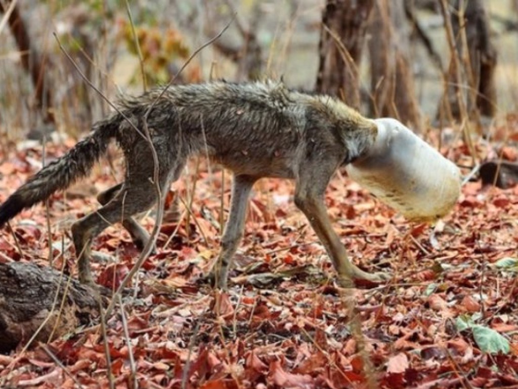 Индийский фотограф спас от смерти волка, который засунул голову в бутылку (ФОТО)