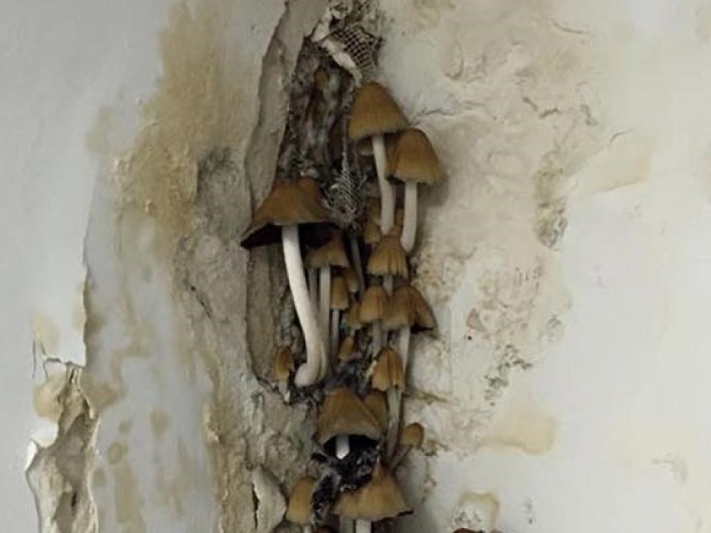 В подъезде столичной многоэтажки обнаружили грибы (ФОТО)