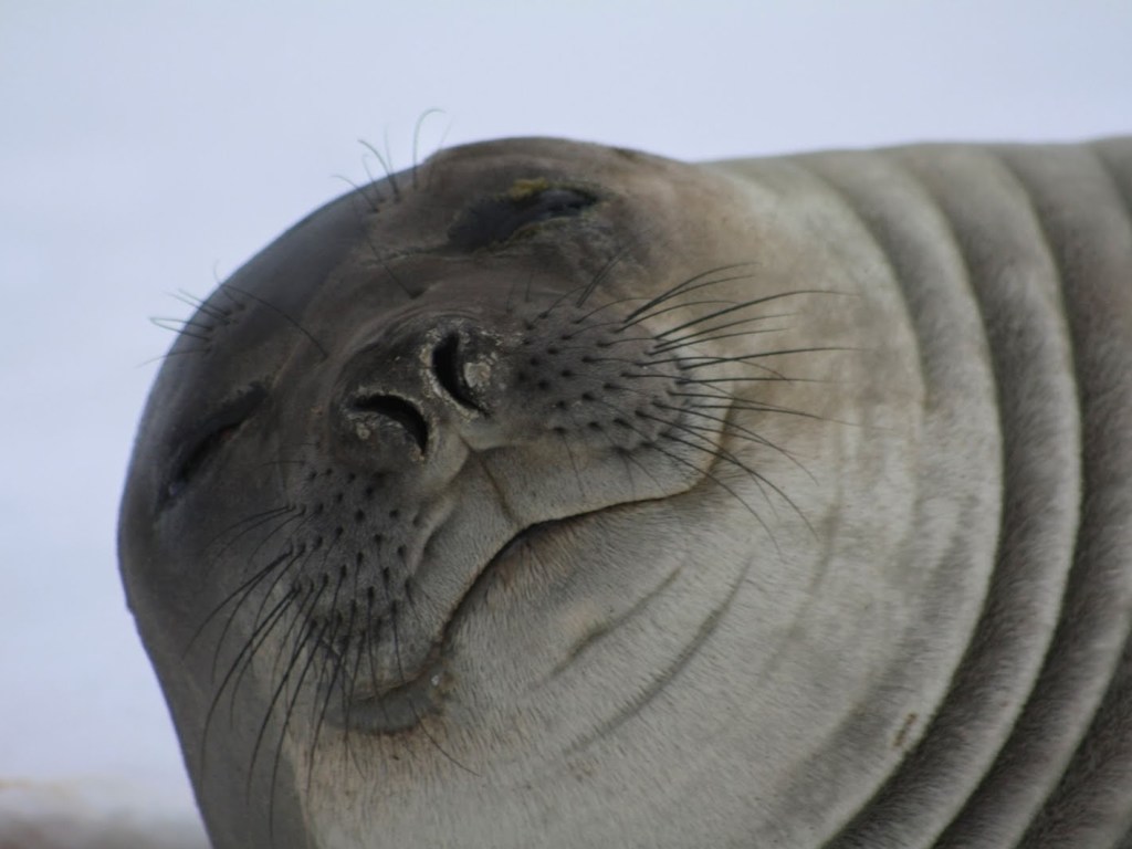 В США тюлень утроил привал на оживленной автодороге (ВИДЕО)