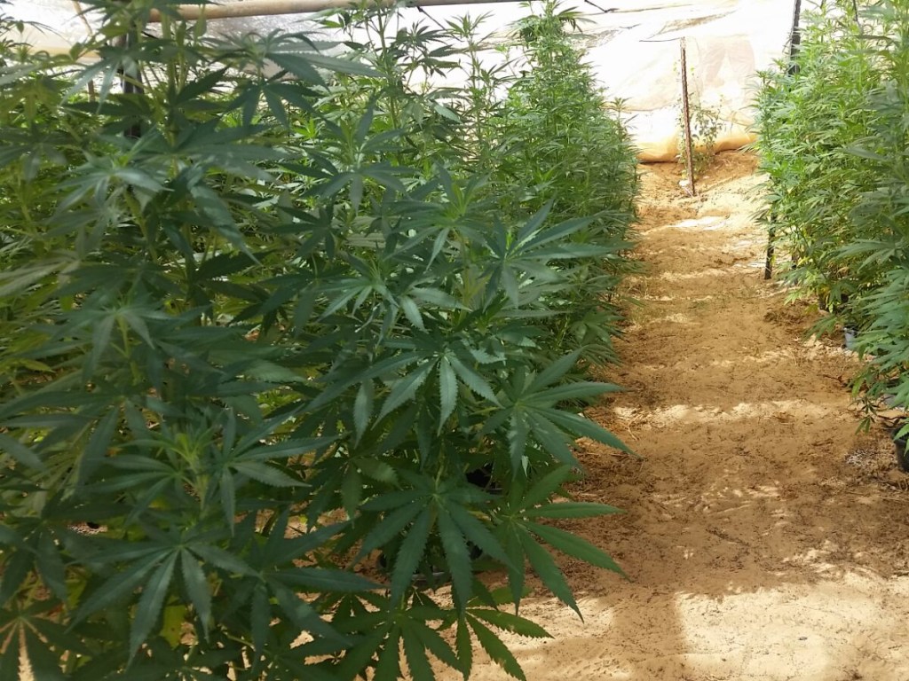 В Запорожской области полицейские обнаружили охраняемую плантацию марихуаны