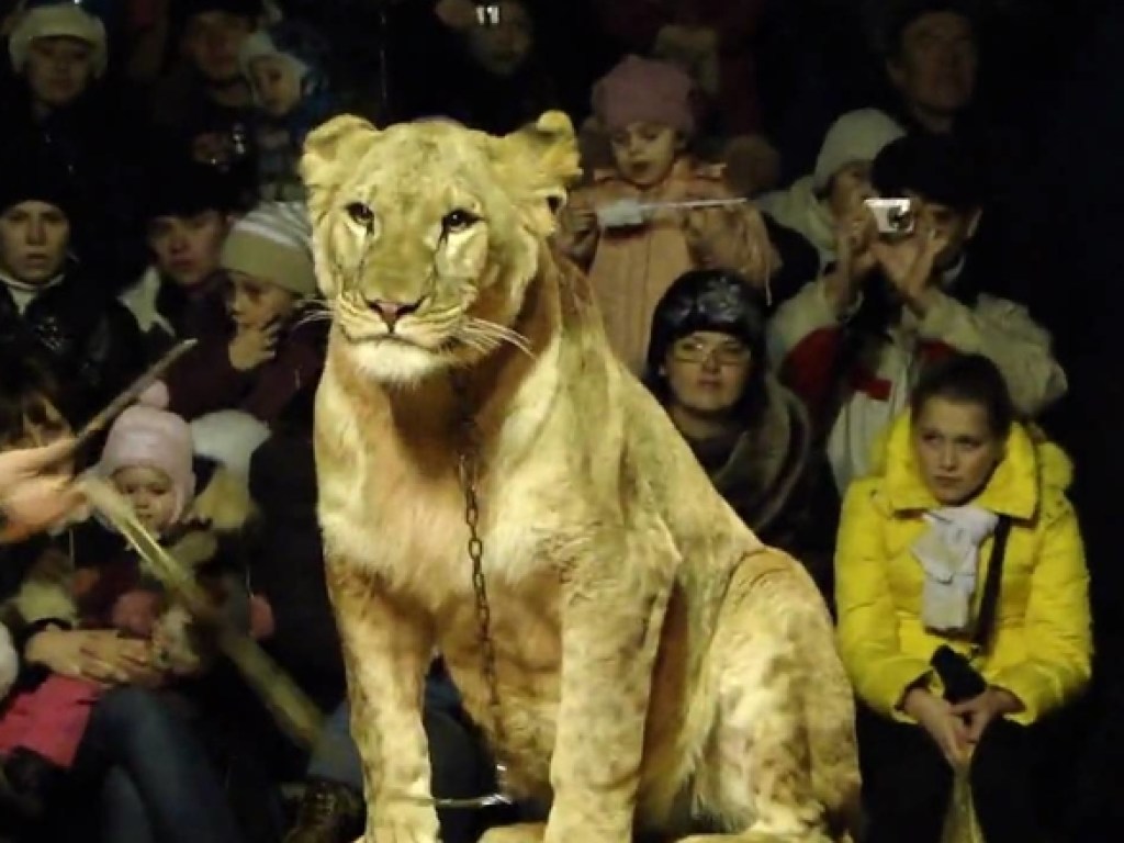В России в цирке львица напала на 4-летнюю девочку (ВИДЕО)