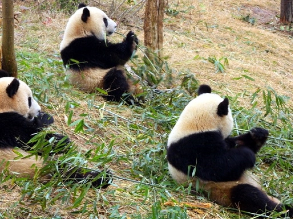В Китае запретили делать фото с пандами