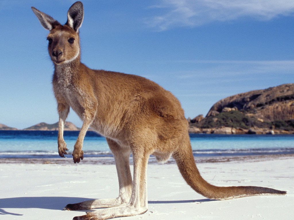В Австралии кенгуру решил искупаться в океане и пожалел об этом (ВИДЕО)