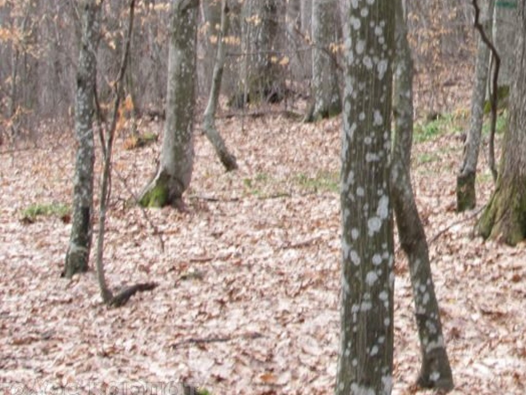 В Тернопольской области в лесу обнаружили тела женщины и ее сына