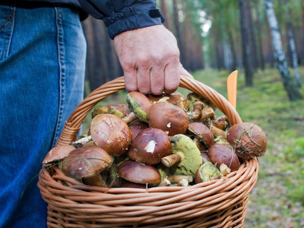 Житель Запорожской области отравился грибами, которые насобирал в ближайшей посадке