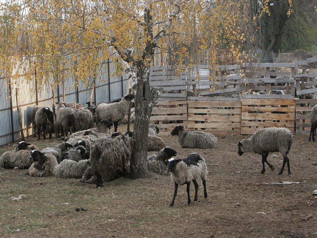 В Госпотребслужбе намерены разобраться в ситуации с «овцами-путешественницами»