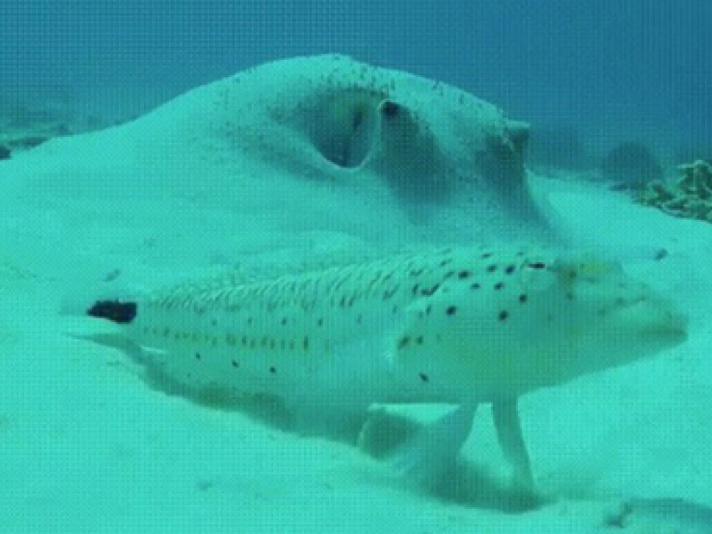 Забавный ролик: камера застигла рыбу врасплох (ВИДЕО)