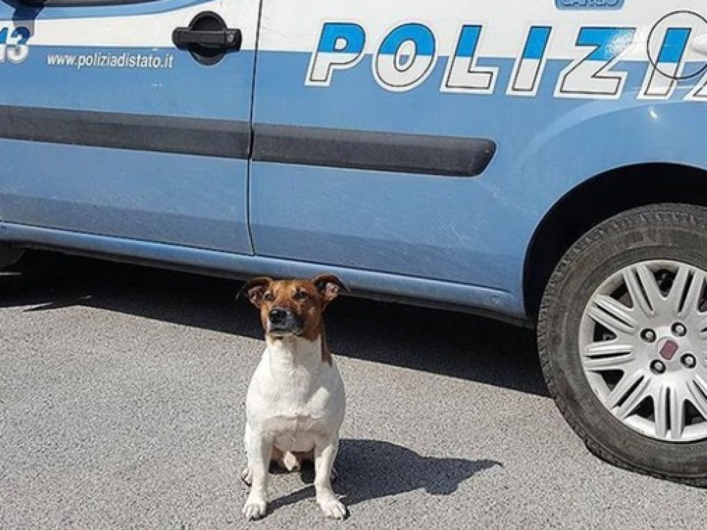 Выявила две тонны наркотиков: итальянская мафия объявила награду за голову полицейской собаки
