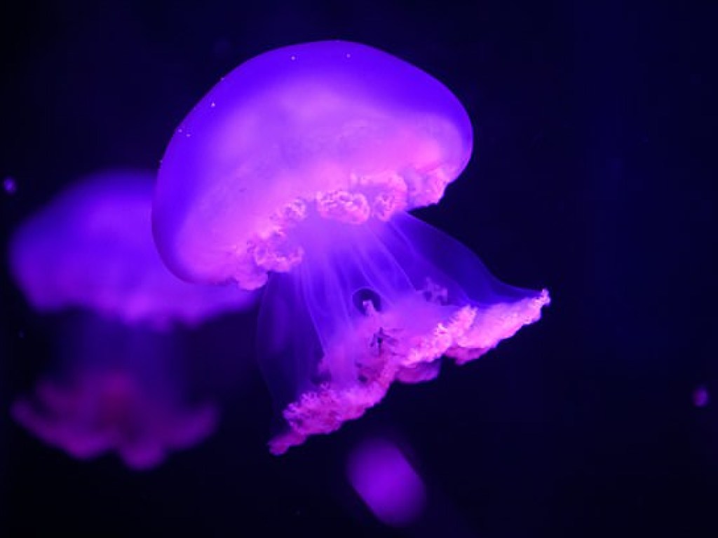 В Лондоне показали 12-метровых ядовитых медуз (ФОТО)
