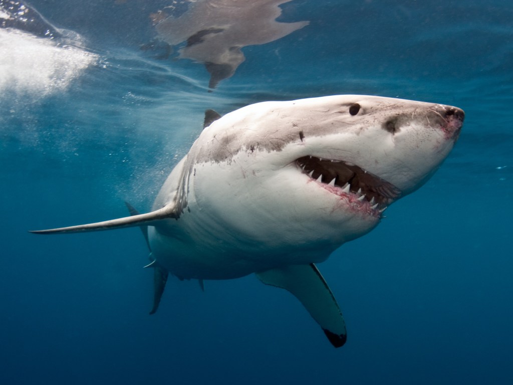 У берегов США акулы разорвали на клочки тушу кита (ВИДЕО)