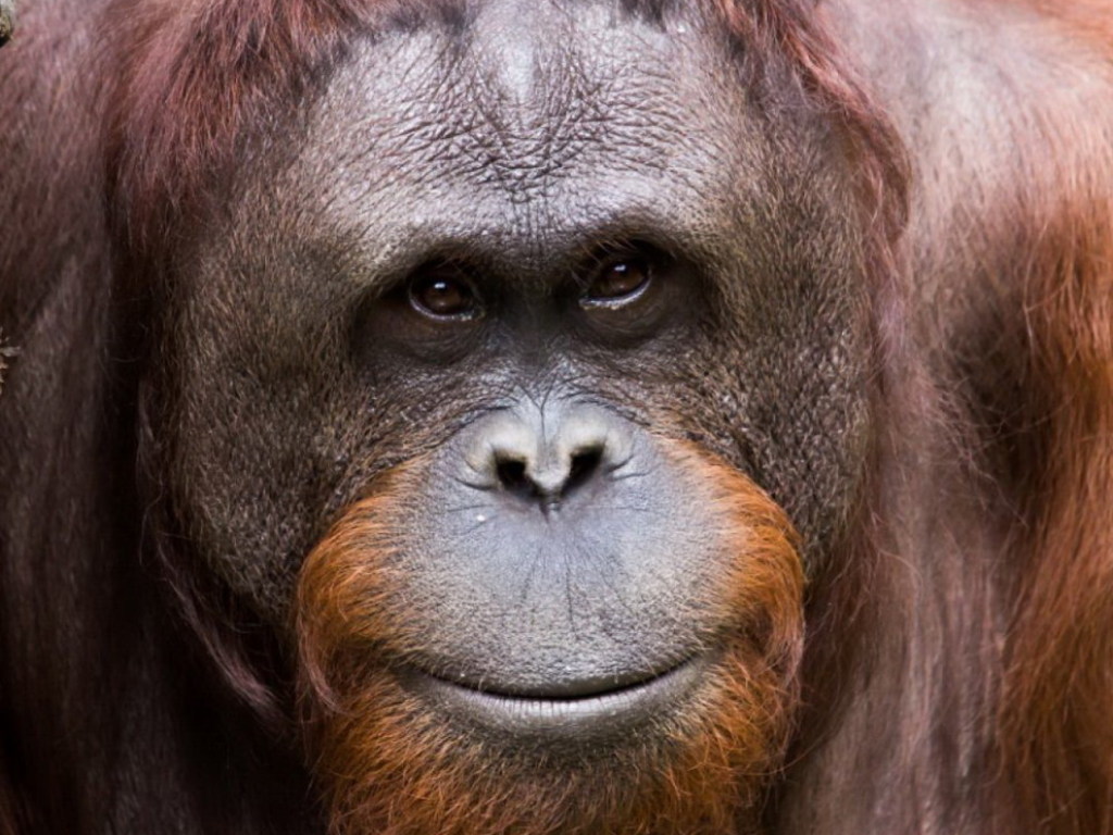 В бельгийском зоопарке родился орангутанг (ВИДЕО)