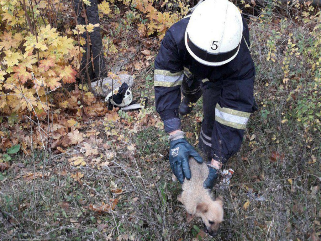 В Днепре двое суток спасали щенка, который упал в яму (ФОТО)
