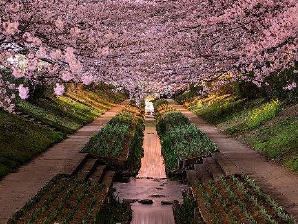 Японский публичный сад потерял сотни тысяч долларов из-за стеснительного билетера