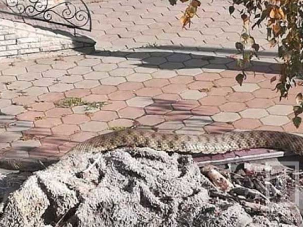 Жители Кривого Рога чуть не умерли от ужаса: по улице проползла огромная змея (ФОТО)