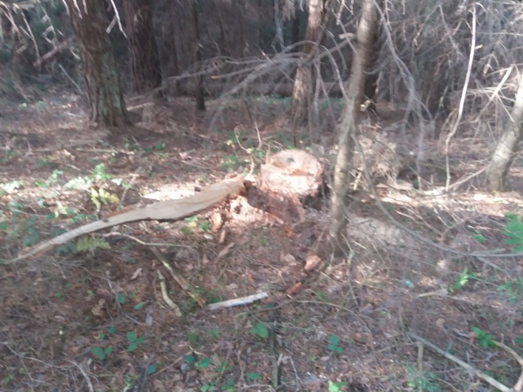 На Львовщине неизвестные вырубили молодой лес: жители области бьют тревогу (ФОТО)