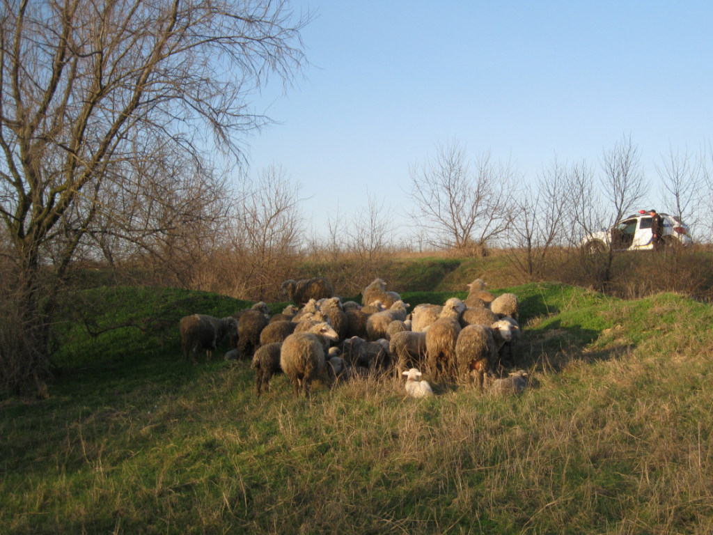Овцы-путешественницы останутся на ферме под Одессой