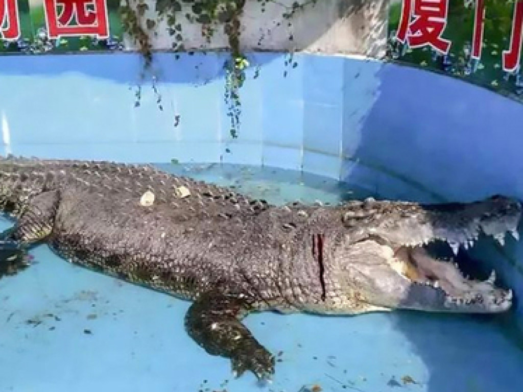 Рептилия истекла кровью: посетители зоопарка закидали медленного крокодила камнями