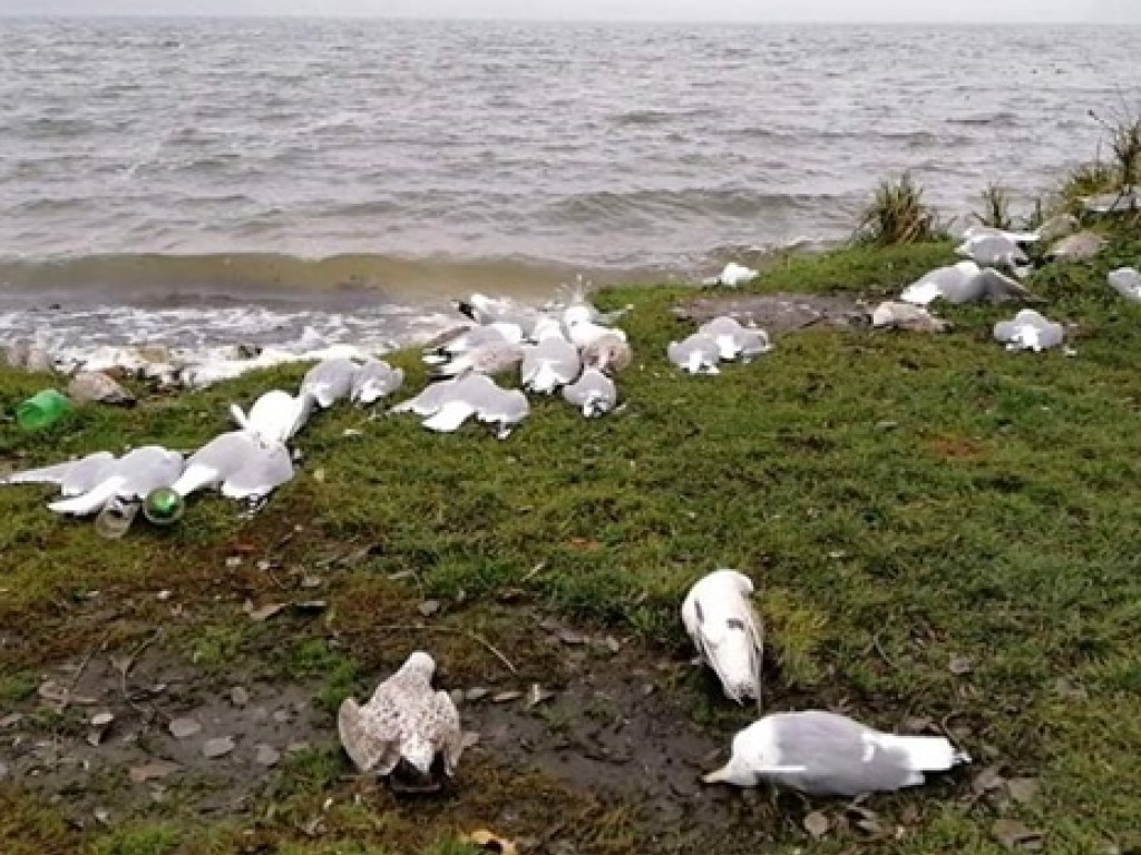 В Тернополе на берегу пруда нашли мертвыми около сотни птиц (ФОТО)