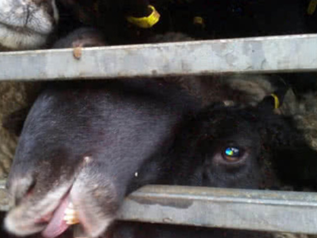 Скандал с умирающими овцами в порту Черноморска: у животных не нашли опасных болезней