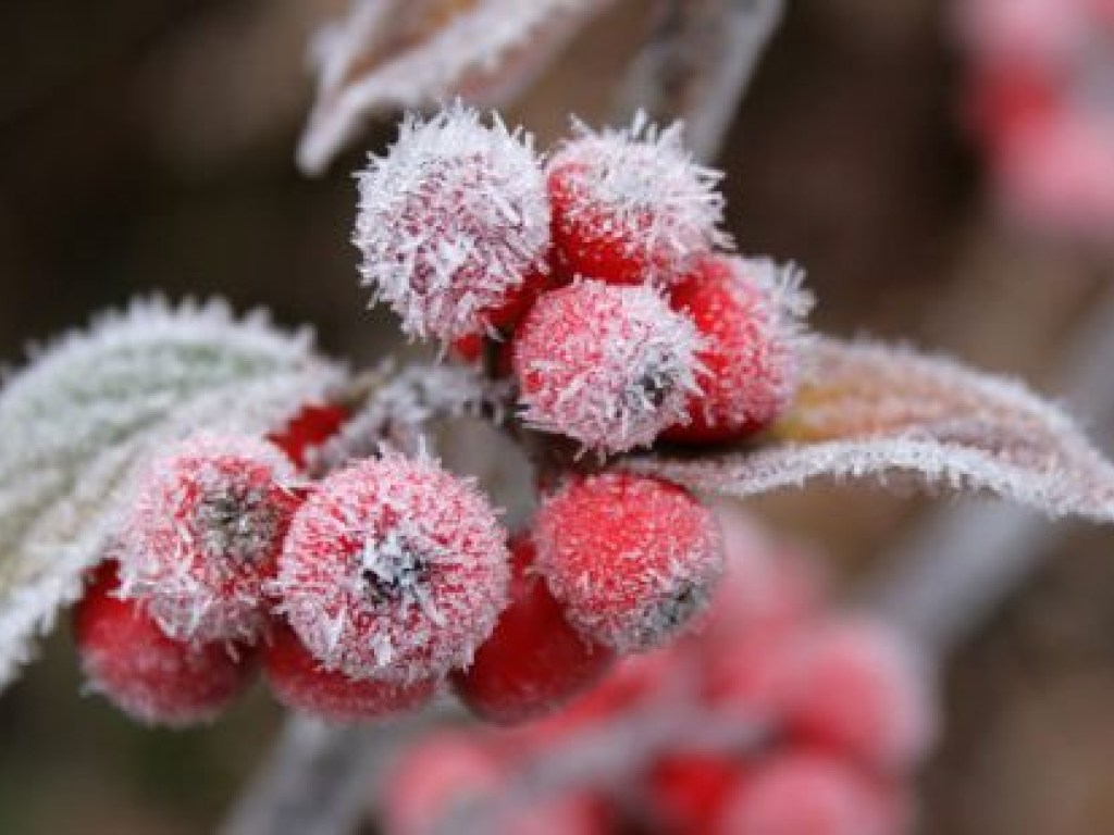Погода на завтра: на севере и в центре Украины ожидаются заморозки