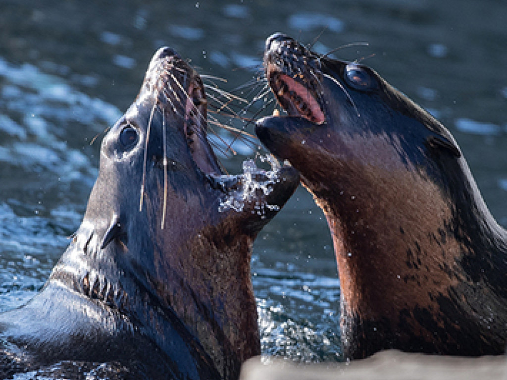 В Шотландии злые тюлени загнали рыболова на скалу