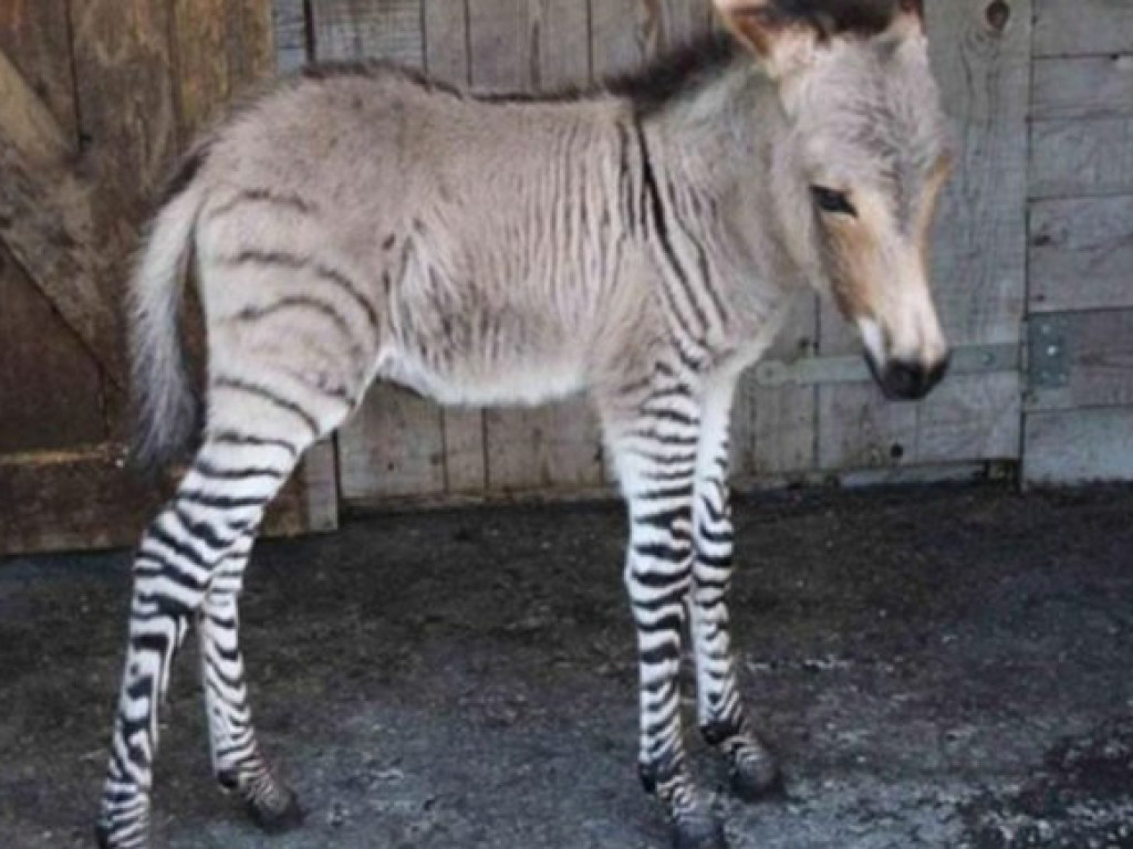 Детеныш осла и зебры удивил сотрудников зоопарка в Великобритании