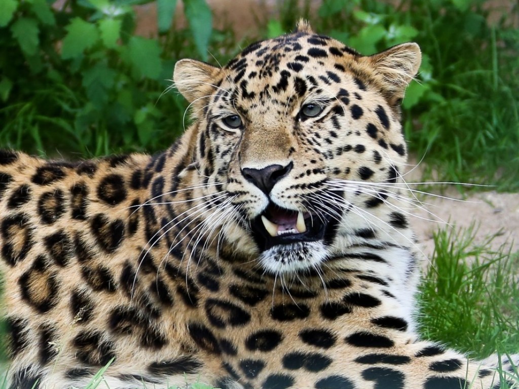 В Танзании леопард рухнул с дерева на антилопу (ВИДЕО)