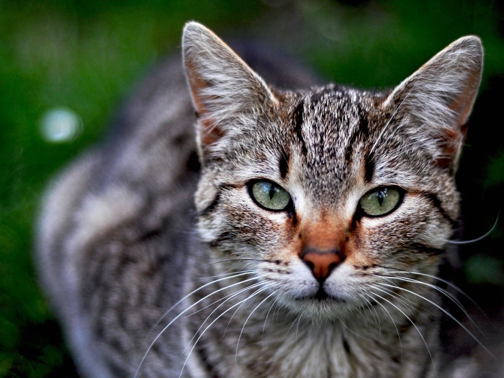 В Харькове бешеный кот укусил добрую женщину: в районе ввели карантин
