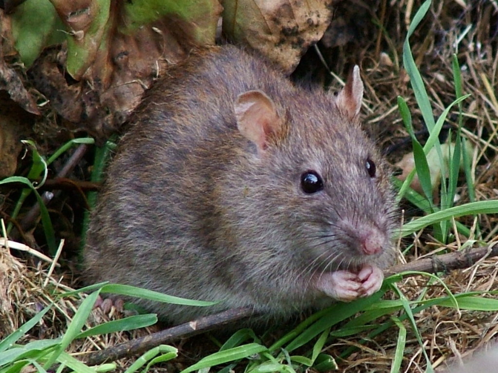 Крыса устроила охоту на уличного кота и «взорвала» интернет (ВИДЕО)