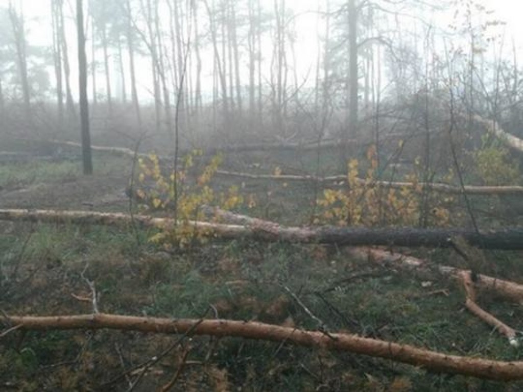 В Киеве неизвестные облили сотни деревьев ядом и спилили их (ФОТО)