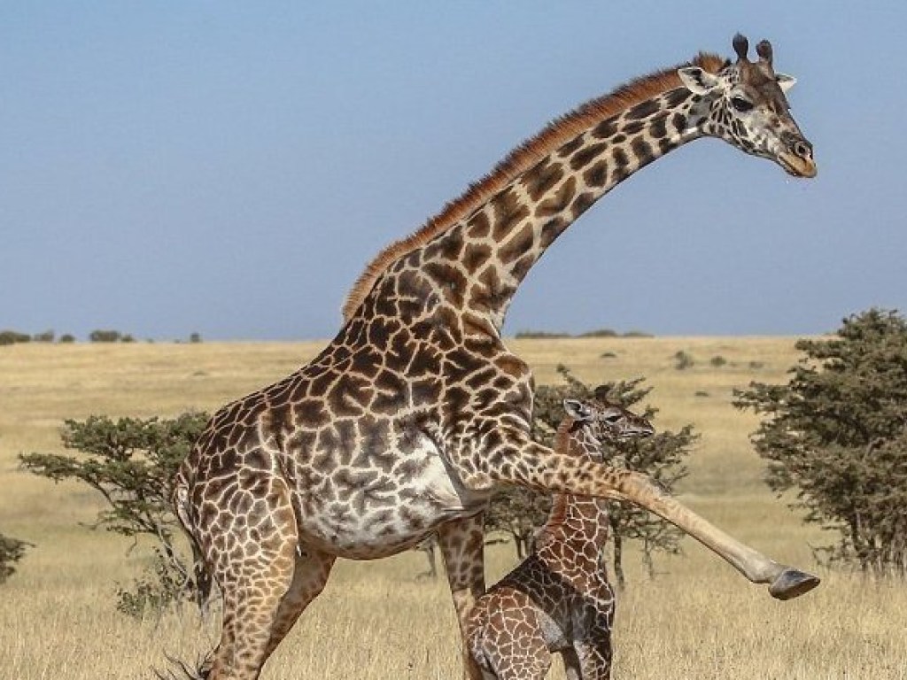 Отважная жирафиха защитила своего детеныша от гиен и покорила Сеть (ВИДЕО)