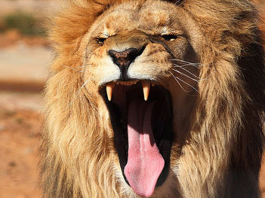 В выставленном на продажу доме в РФ обнаружили голодного льва