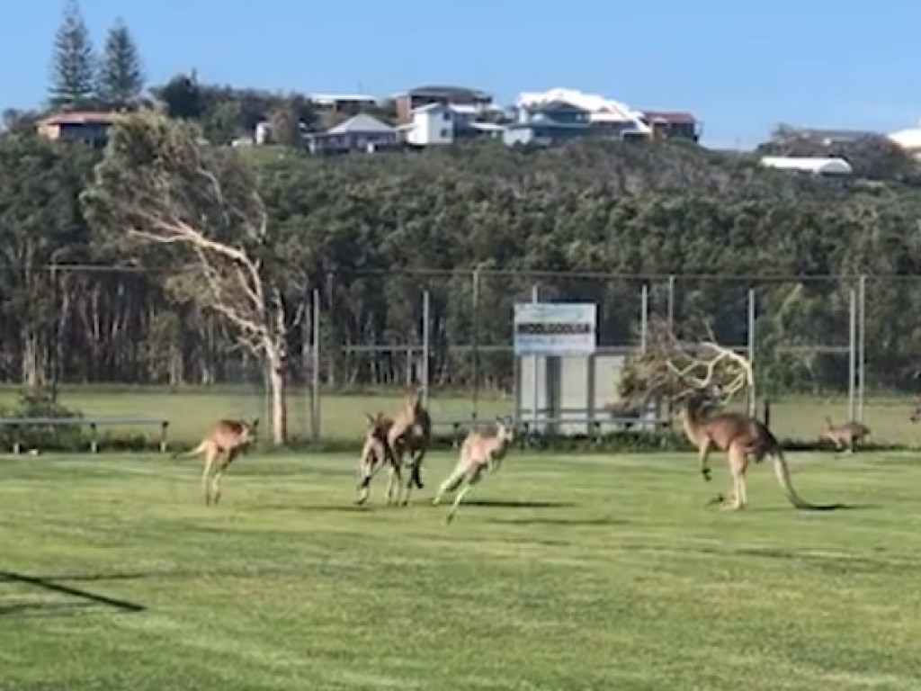 В Австралии группа кенгуру прервала футбольный матч (ФОТО)
