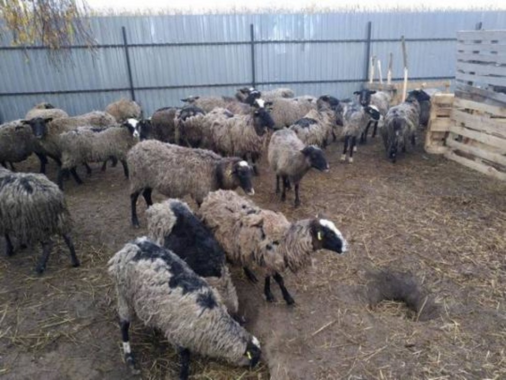 Скандал с отарой овец в порту: животных из Черноморска доставили в Винницкую область
