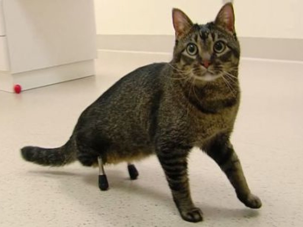 В США коту, потерявшему задние лапы, вживили протезы из титана (ВИДЕО)