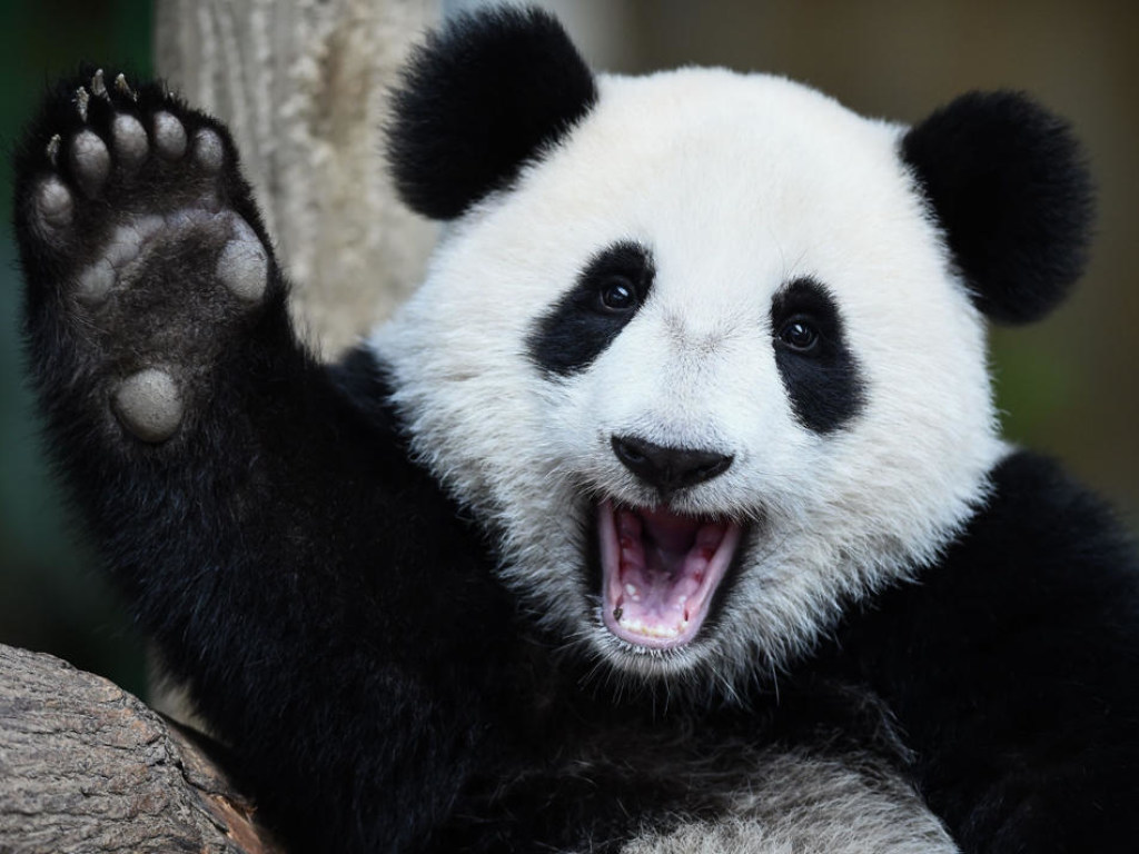 В китайском зоопарке удалось снять ночные заигрывания панд (ВИДЕО)