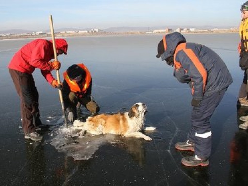 В России собака вмерзла в озеро (ФОТО)