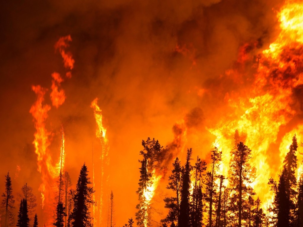 Число погибших от лесных пожаров в Калифорнии превысило 40 человек