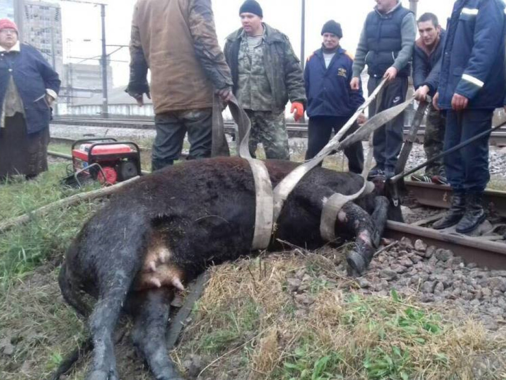 В Одесской области 13 спасателей достали корову из ливневой канализации (ФОТО)