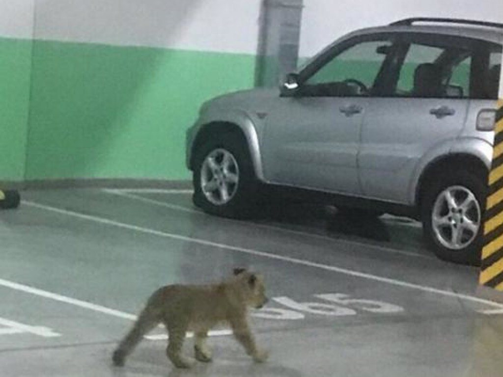 По паркингу в Одессе разгуливал львенок (ВИДЕО)